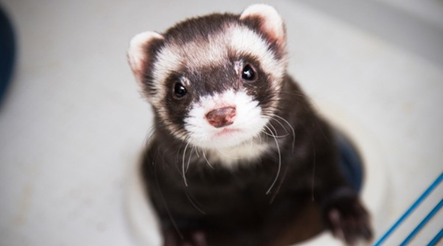 Optimizing Boiler Efficiency: The FERRET System Revolution